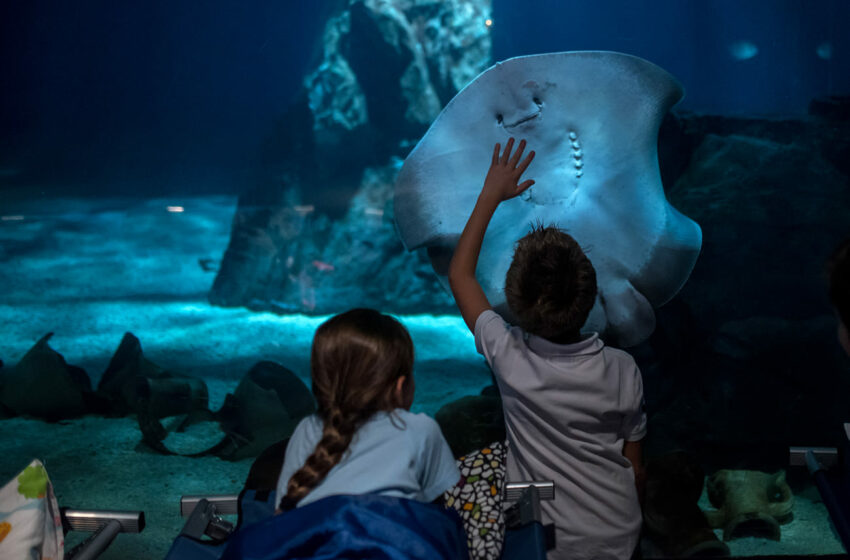  Per trascorrere una notte in compagnia degli squali: l’Aquario di Genova