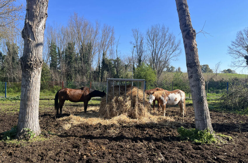  Scoprire Ciampacavallo. Un’oasi di inclusione nel cuore verde di Roma