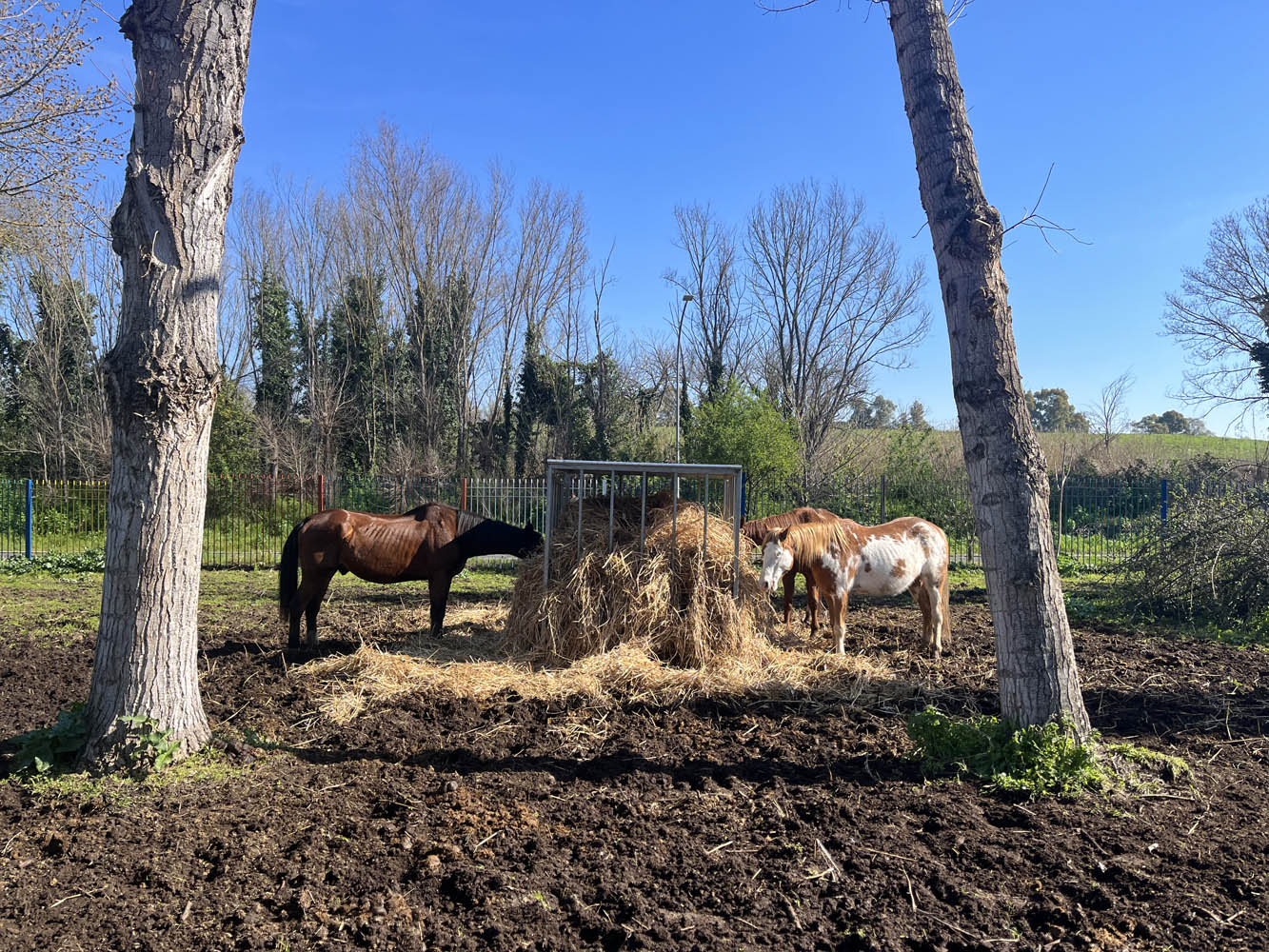 Scoprire Ciampacavallo. Un’oasi di inclusione nel cuore verde di Roma